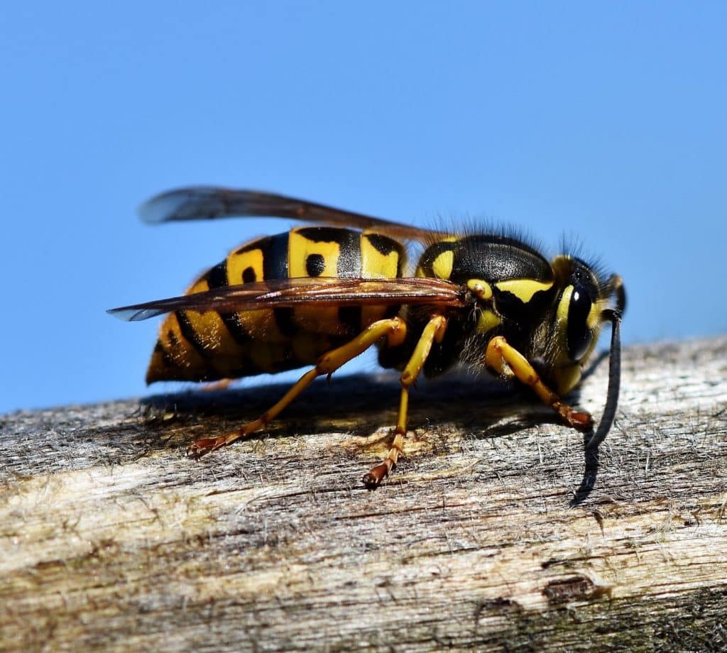 Hornet nest removal in Reno, Nevada