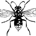 Wasp Extermination by Reno NV Pest Control Pros