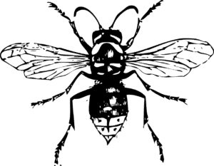 Wasp Extermination by Reno NV Pest Control Pros