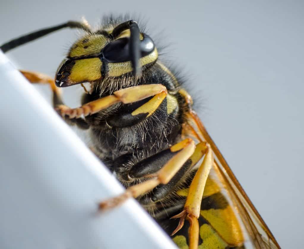 Wasp Exterminator in Reno, Nevada