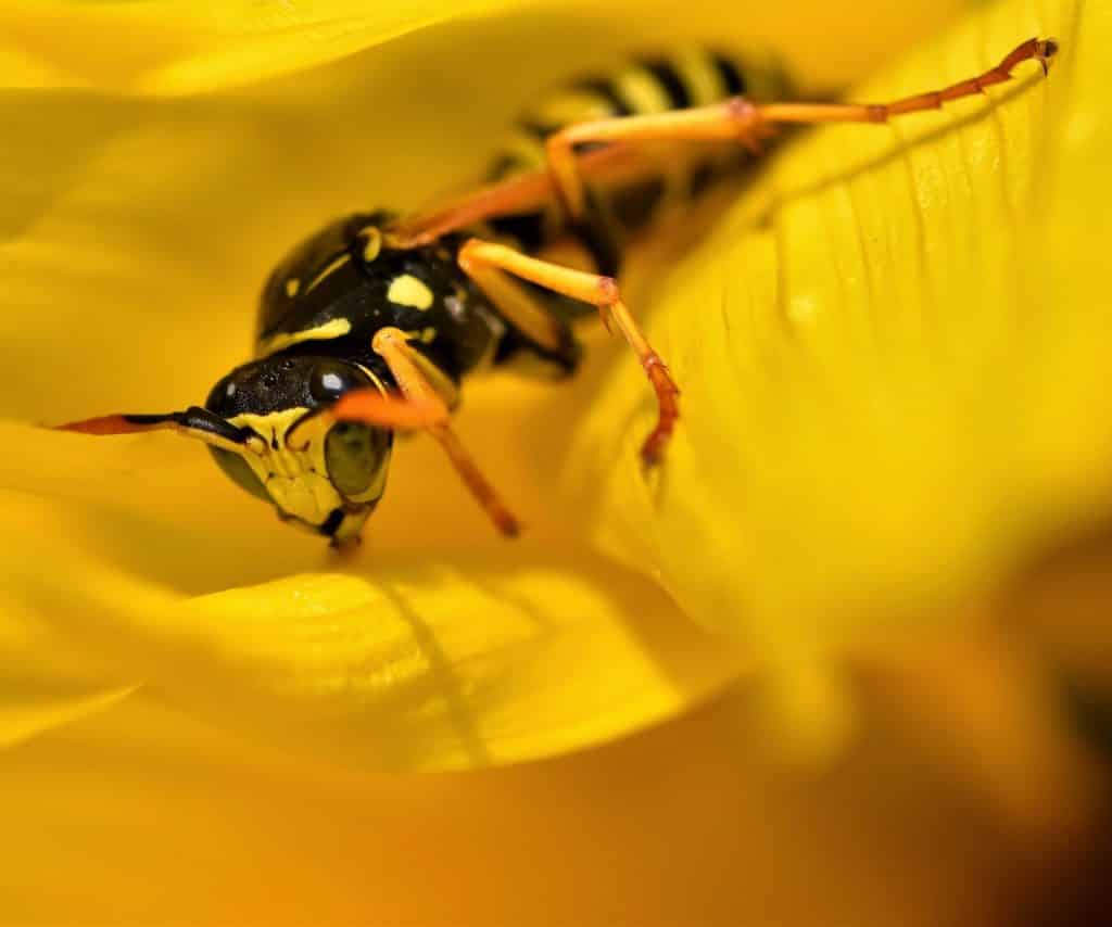 Wasp exterminator in Reno, Nevada