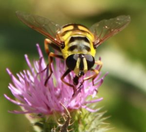 Yellow Jacket Extermination by Reno NV Pest Control Pros