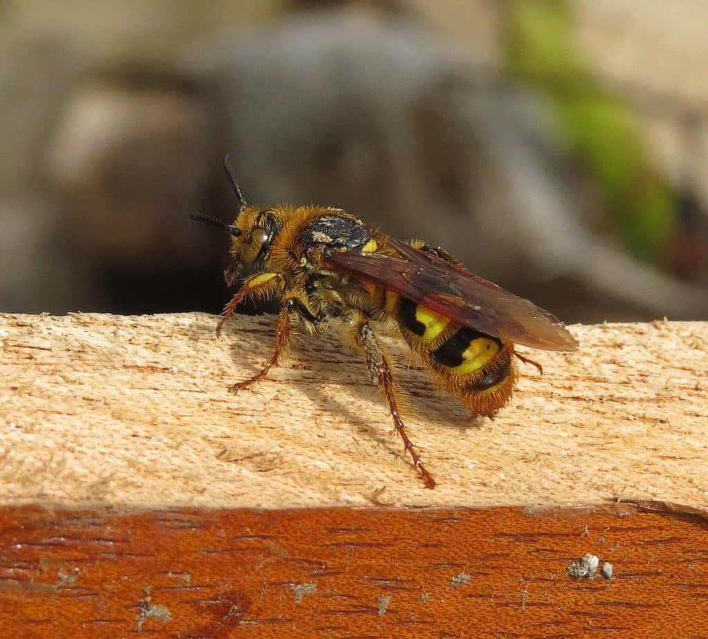 Yellow Jacket Extermination by Reno NV Pest Control Pros