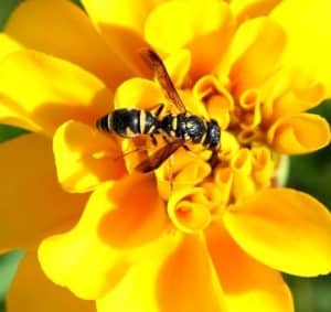 Yellow Jacket Extermination by Reno NV Pest Control Pros